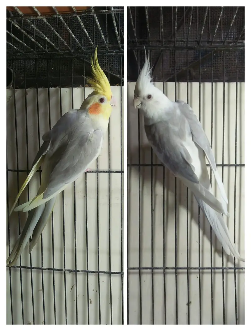 (03091422198) cocktail males — photo 3