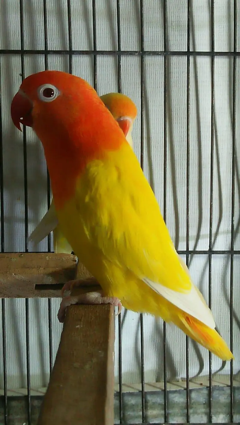 (03091422198) cocktail males — photo 4