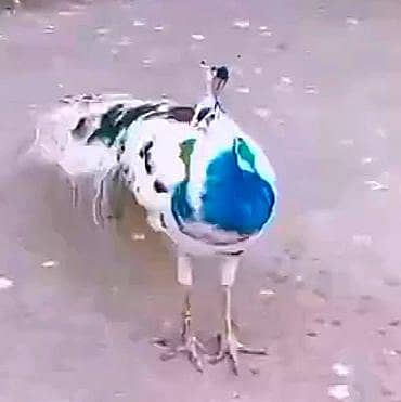 White Pied Peacock / Mor For Sale