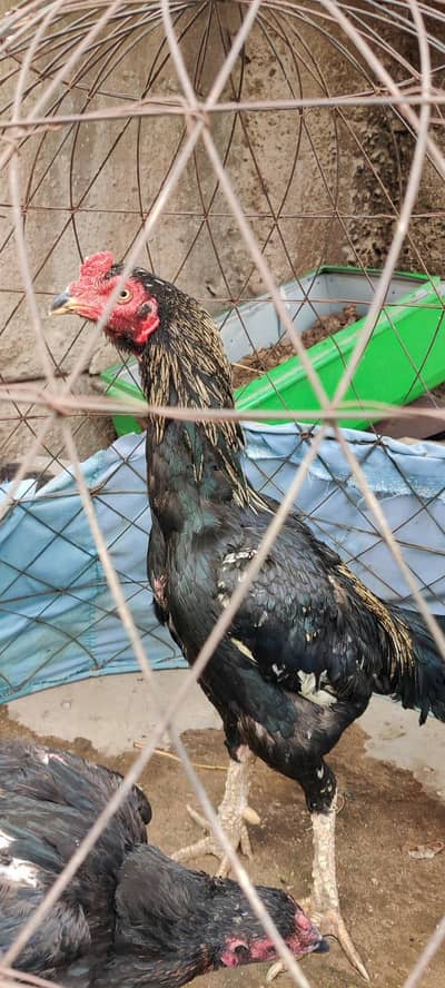 Thai male and female for sale