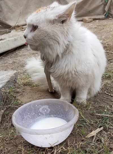 cat for sale