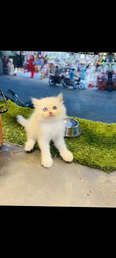 persian cat for sale MywatsapppNumber 0320-19-06-573