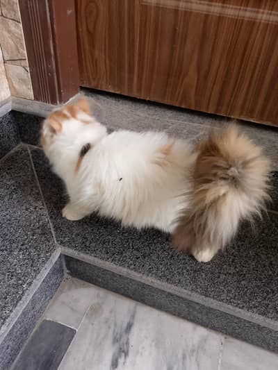 Persian Peki Van Calico Female Kitten Available For Sale
