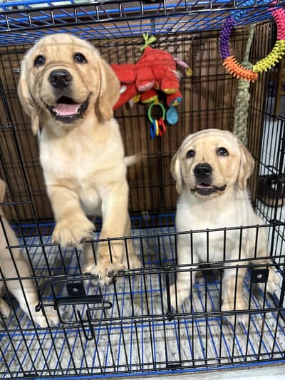 British Labrador pure breed pup