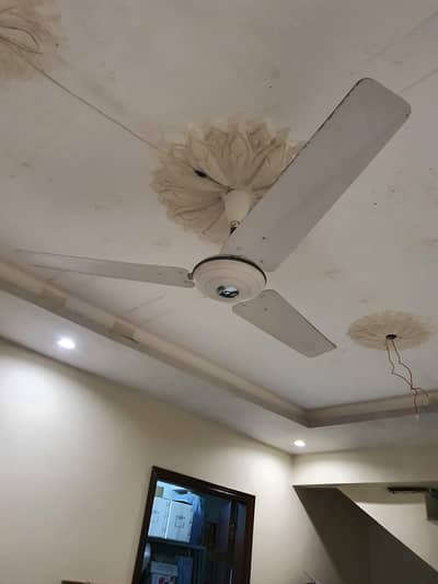 6 pak fans, ceiling fans