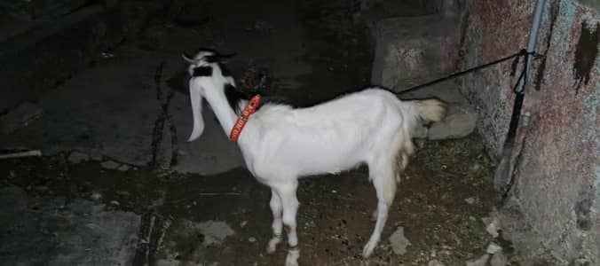 gulabi bakra contact num:03151310291