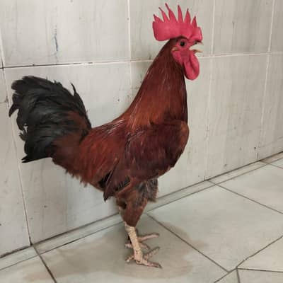 murga murgi
