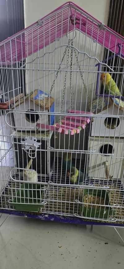 Love Birds