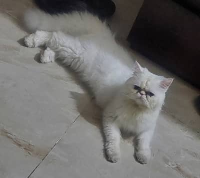 Blue Eye Persian Female Cat