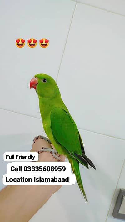Fixed 5,500 Hand Tamed Friendly Green Ring Neck Male Parrot Jumbo Size