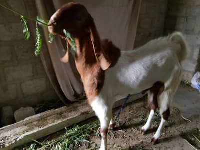 Munda ablak Bakra for  urgent sale