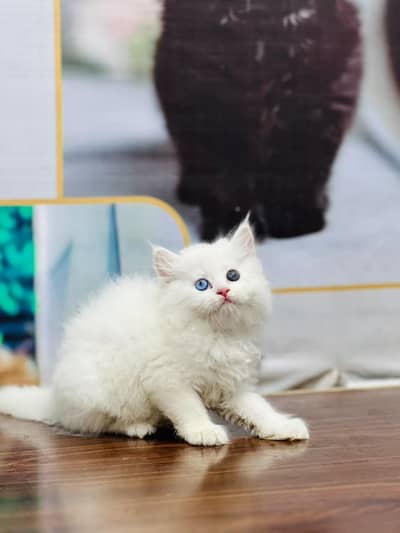 Persian cat and kitten punch face triple coated