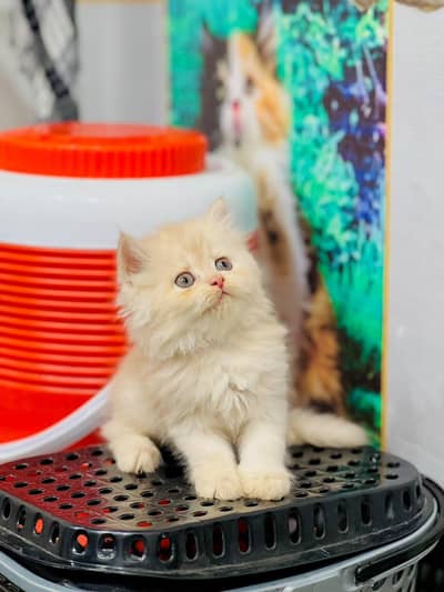cash on delivery parshion kitten cat male female