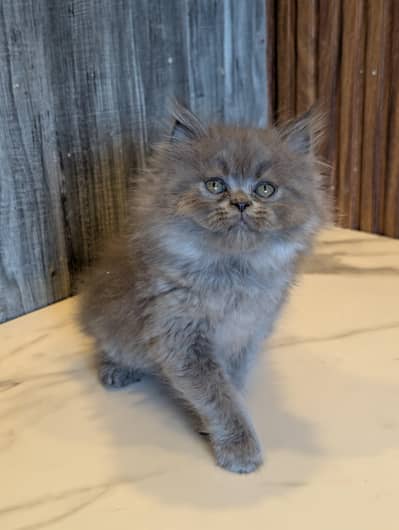 Persian cat and kitten punch face triple coated