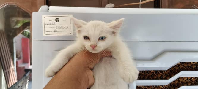 Cat's seller