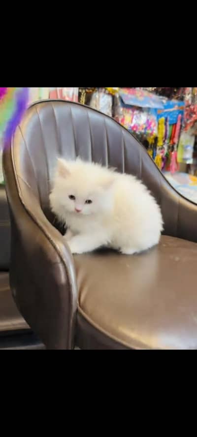 persian cat for sale MywatsapppNumber 0320-19-06-573