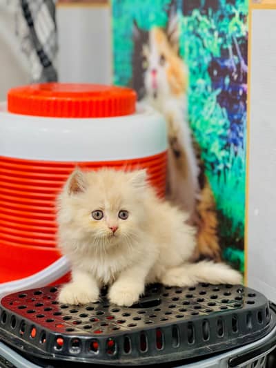 Persian cat and kitten punch face triple coated