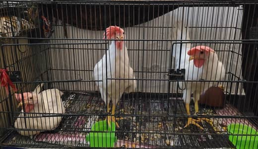 Roasters For Sale