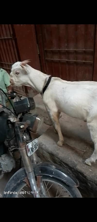 bakra