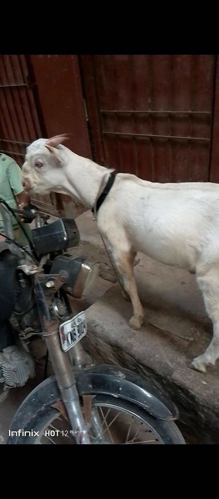 bakra 0