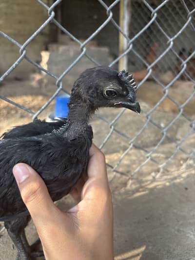 Ayam cemani