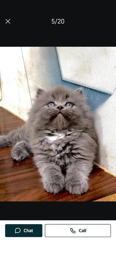 Persian cat and kitten punch face triple coated