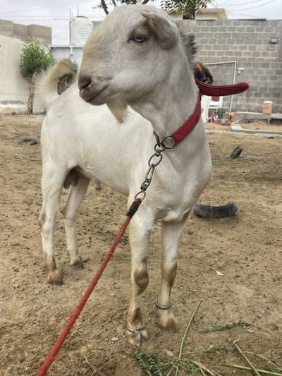 Teddy bakra(brreder)