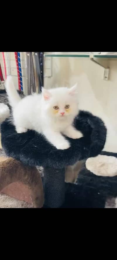 persian cat for sale MywatsapppNumber 0320-19-06-573