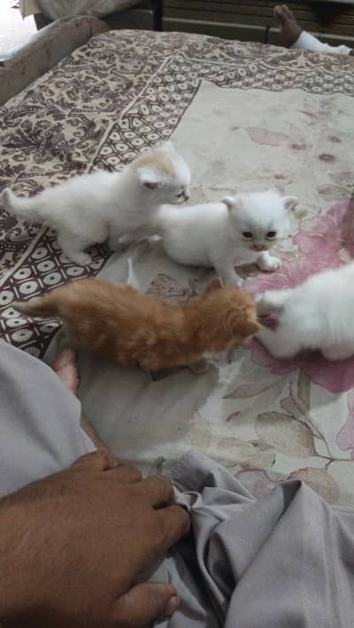 Persian cat for baby active and smart