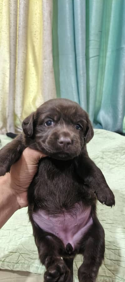Labradors puppies
