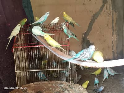 Australian parrots budgies