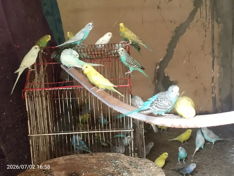 Australian parrots budgies