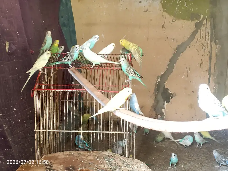 Australian parrots budgies — photo 2