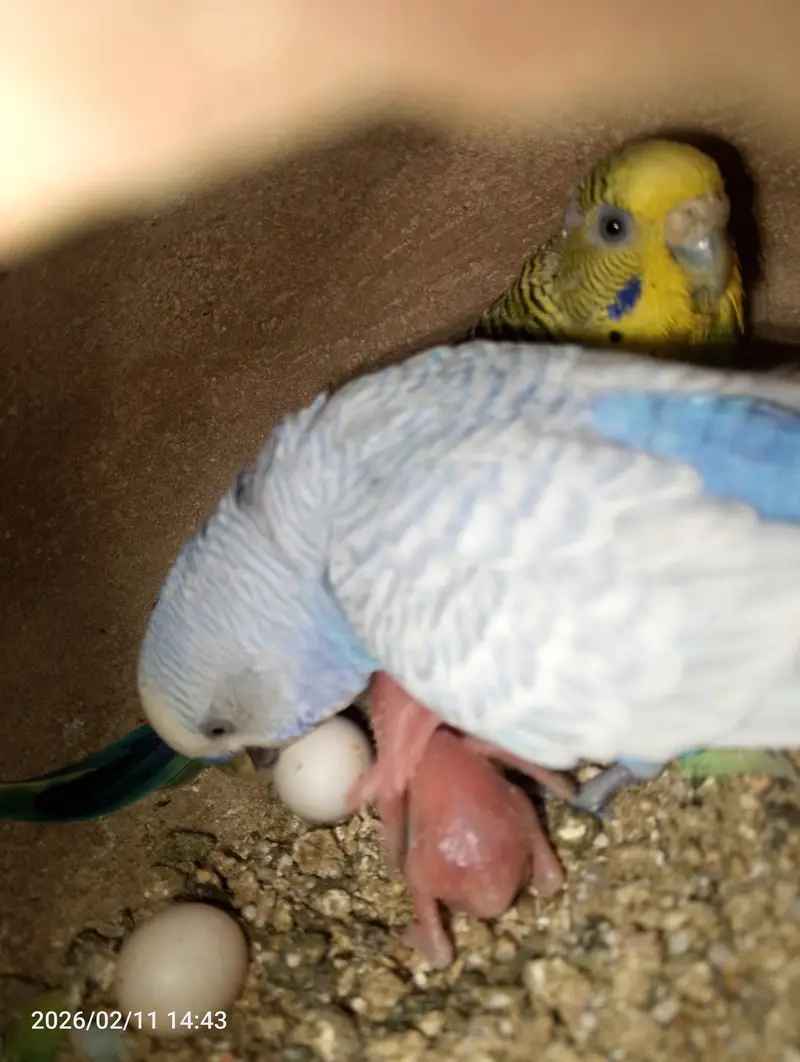 Australian parrots budgies — photo 3