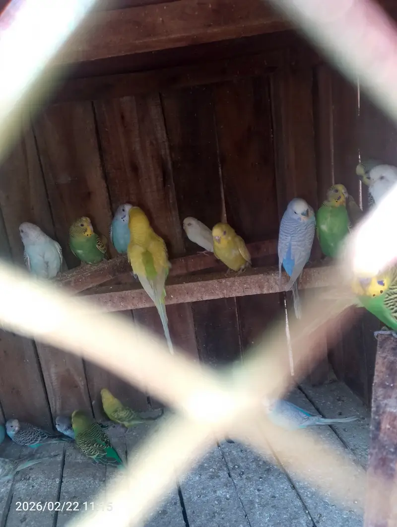 Australian parrots budgies — photo 4