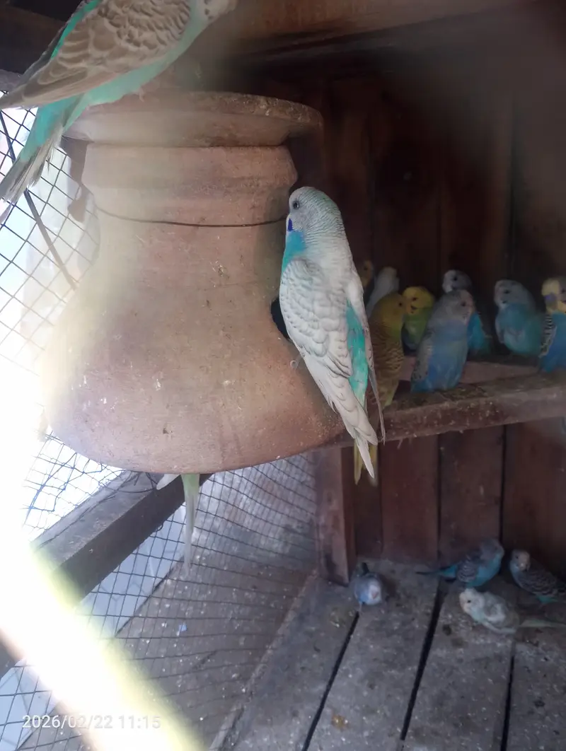 Australian parrots budgies — photo 5