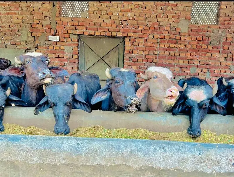 Buffalo|Desi Kattaa| 650 KG |Kheery بچھڑا |Premium Quality Cattle farm