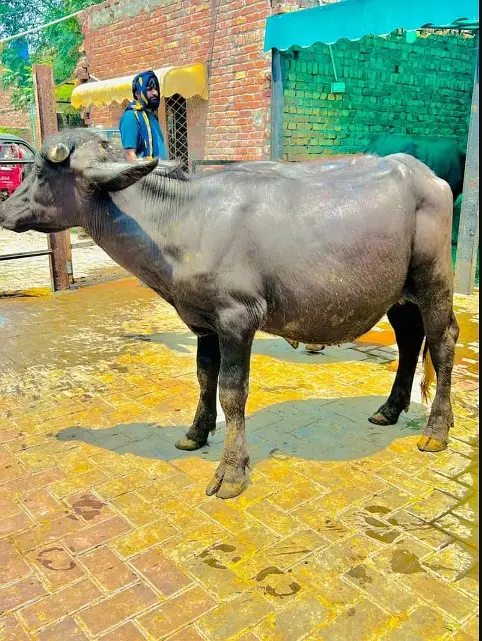 Buffalo|Desi Kattaa| 650 KG |Kheery بچھڑا |Premium Quality Cattle farm — photo 2