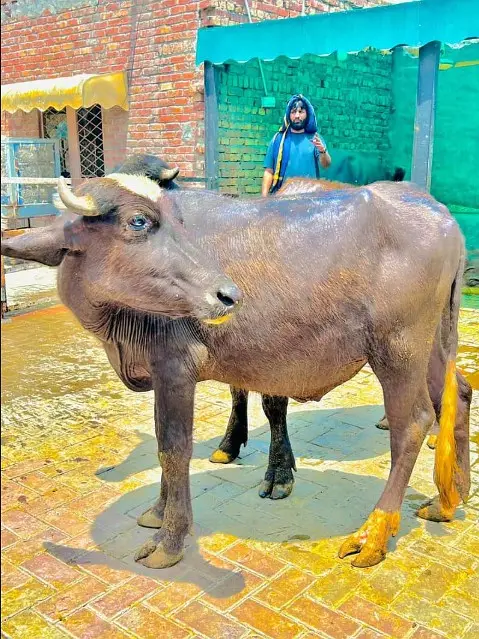 Buffalo|Desi Kattaa| 650 KG |Kheery بچھڑا |Premium Quality Cattle farm — photo 3