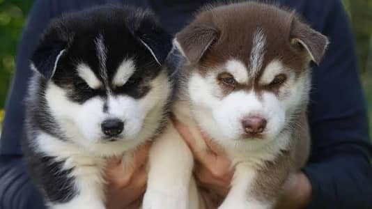 TOP QUALITY SIBERIAN HUSKY PUPPIES AVAILABLE FOR SALE