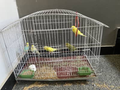 Breeder pairs ( without cage)