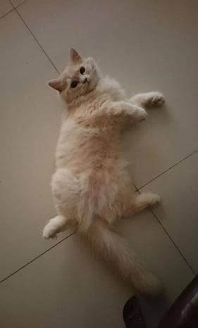 Persian male cat