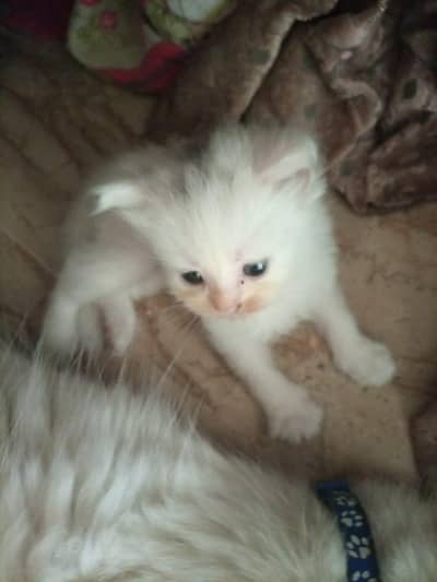 persian kitten