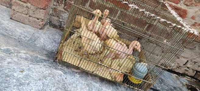 murga lasani or pakistani ha or chicks white heera breed hn