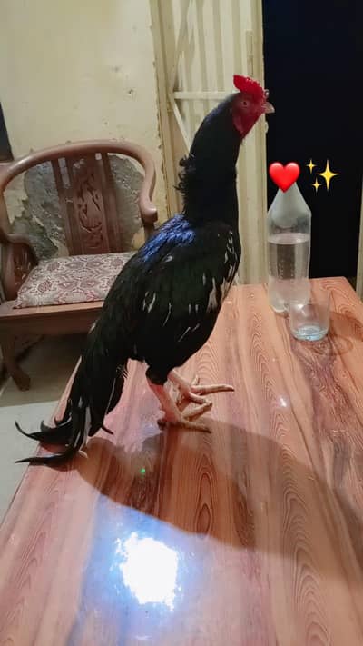 Mushka Aseel Topla