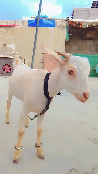 Teddy Tapra Goat male for sale in Karachi