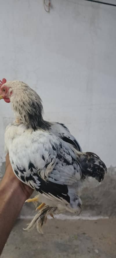 Bantam male hens