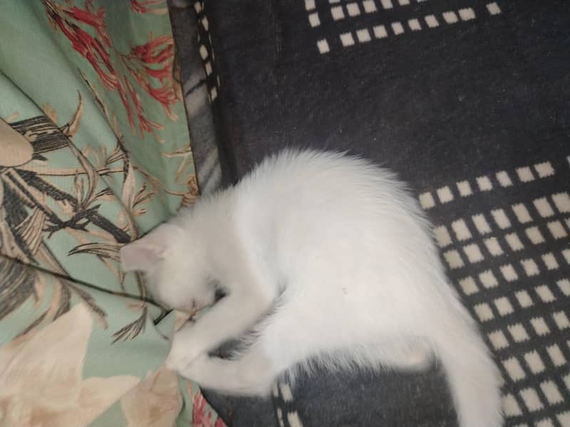3 kittens 2