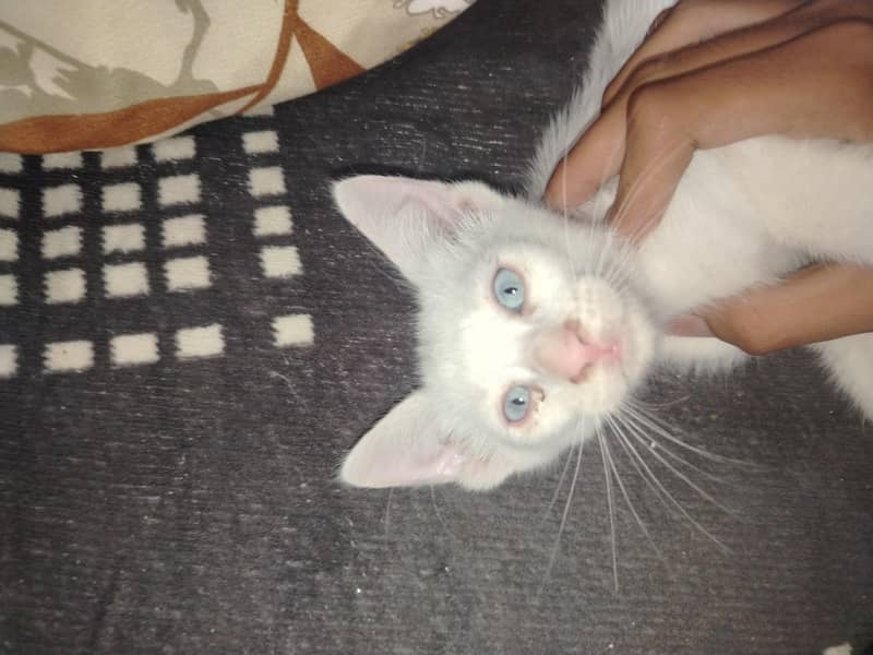 3 kittens 3