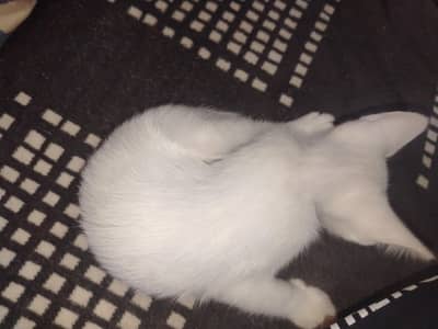 3 kittens